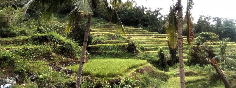 Some rice terraces near the residential areas